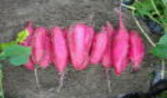img.150x100